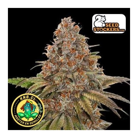 Blackberry Gum de Seed Stockers