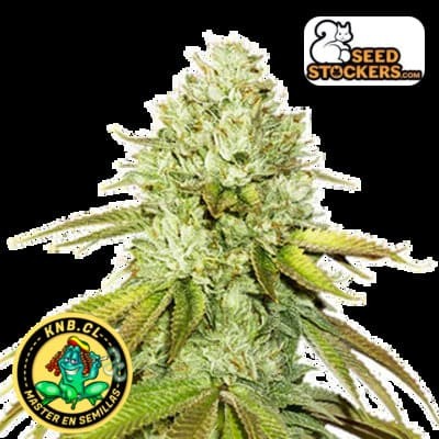 Pineapple de Seed Stockers