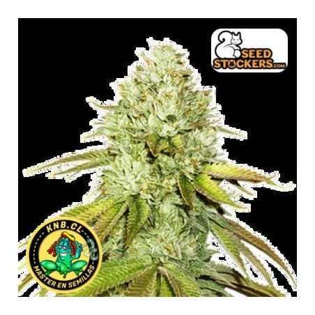 Pineapple de Seed Stockers