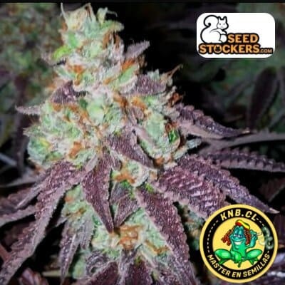 Sherbet de Seed Stockers