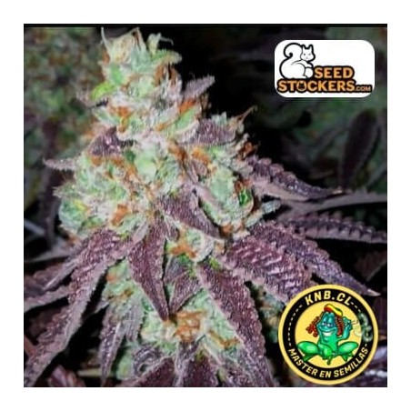 Sherbet de Seed Stockers
