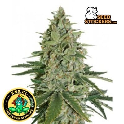 Super Skunk de Seed Stockers