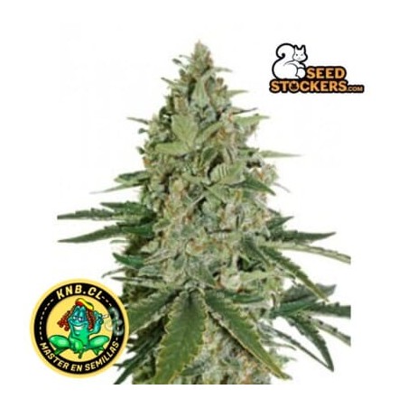 Super Skunk de Seed Stockers