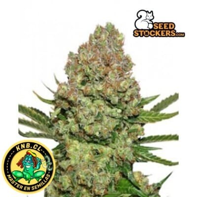 White Widow de Seed Stockers