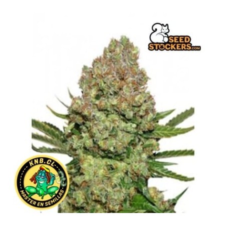 White Widow de Seed Stockers