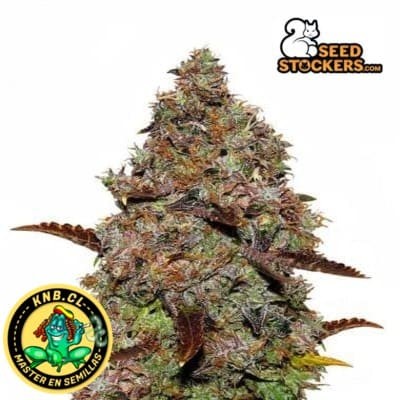 Gelato 41 Seed Stokers