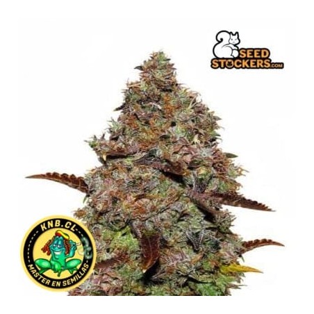 Gelato 41 Seed Stokers