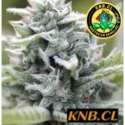 Magic Melon auto Humboldt Company