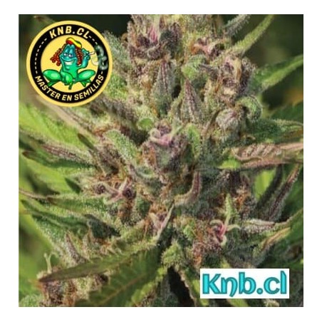 Vanilla Latte auto Humboldt Company