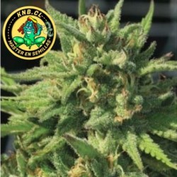 Bigfoot Glue Humboldt semillas cannabis