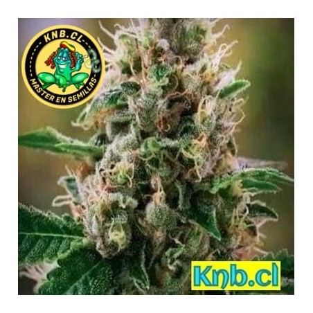 Fortune Cookies Humboldt semillas