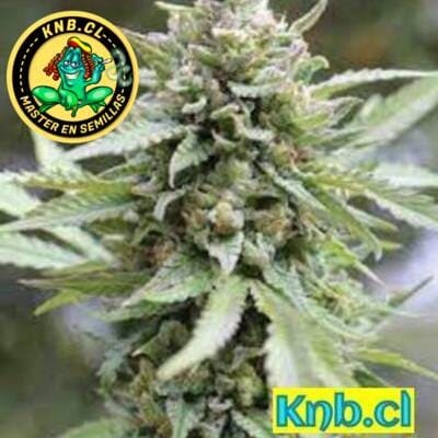 Lemongrass de Humboldt Company