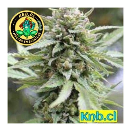 Lemongrass de Humboldt Company