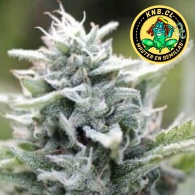 Magic Melon Humboldt Company