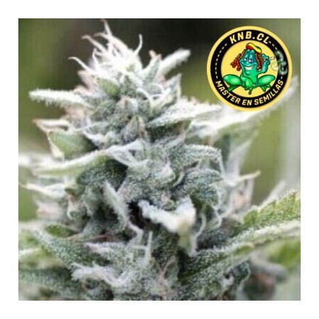 Magic Melon Humboldt Company