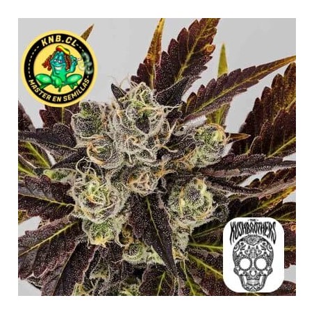 Banana Sherbet auto Kush Brothers