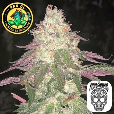 Malibu auto Kush Brothers