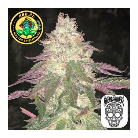 Malibu auto Kush Brothers