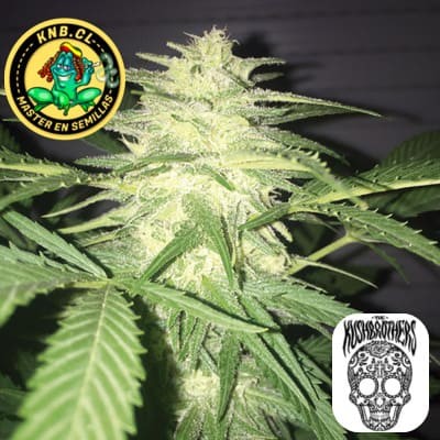 Masskush auto Kush Brothers