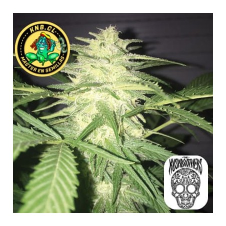 Masskush auto Kush Brothers