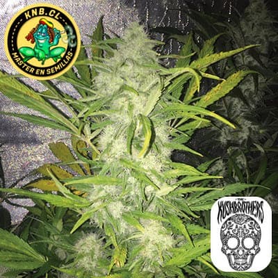 Pandemia Kush auto Kush Brothers