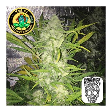 Pandemia Kush auto Kush Brothers
