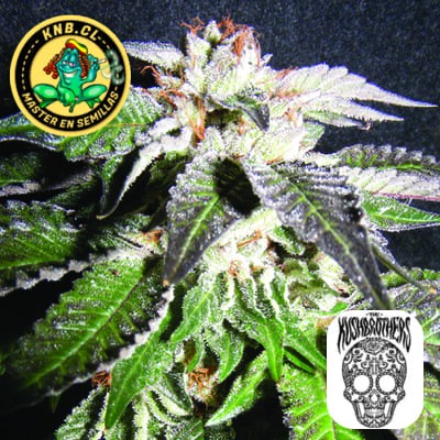 Confidencial OG de The Kush Brothers