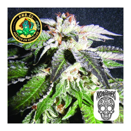 Confidencial OG de The Kush Brothers