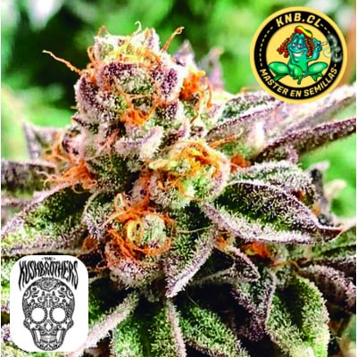 Dosidoss de Kush Brother