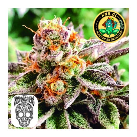 Dosidoss de Kush Brother