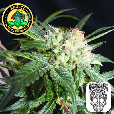 Malibu de The Kush Brothers