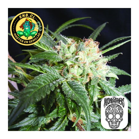 Malibu de The Kush Brothers