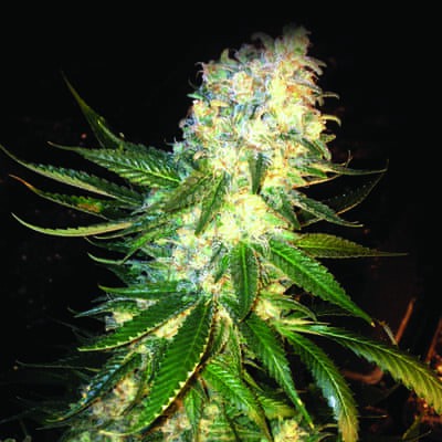 Masskush de The Kush Brothers