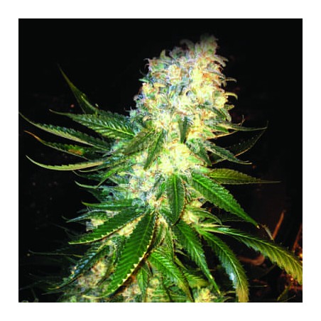 Masskush de The Kush Brothers