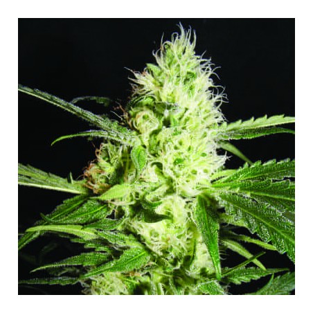 Yellostone de The Kush Brothers