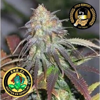 California Orange de Gold Harvest