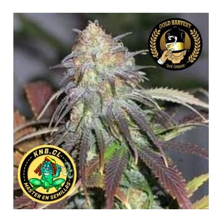 California Orange de Gold Harvest