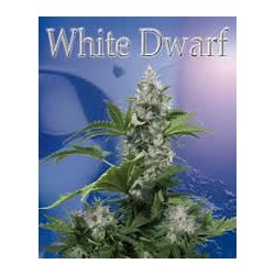 semillas marihuana White Dwarf de Buddha Seeds