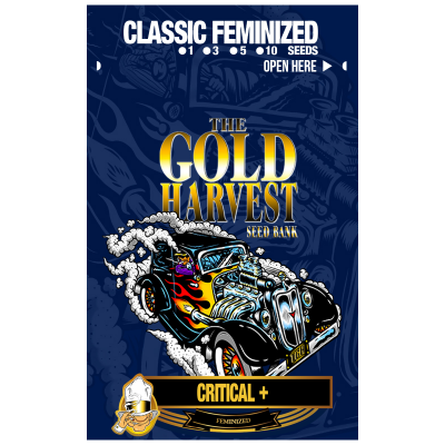 Critical + de Gold Harvest