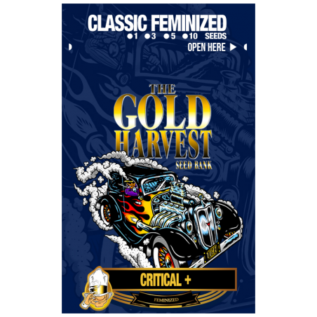 Critical + de Gold Harvest