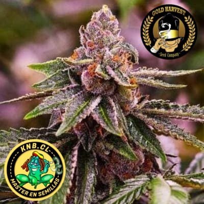 Girl Scout Cookies de Gold Harvest