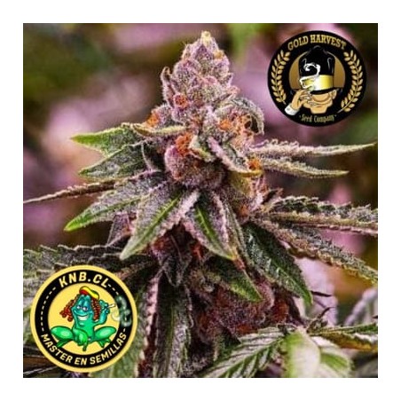 Girl Scout Cookies de Gold Harvest