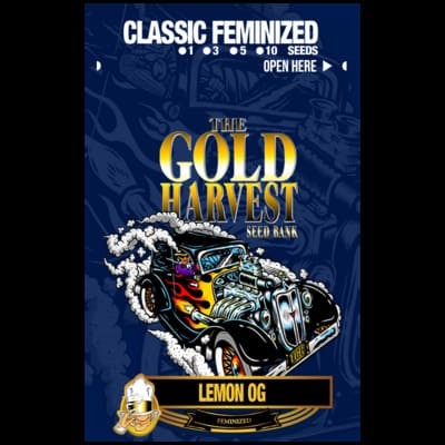 Lemon OG Gold Harvest