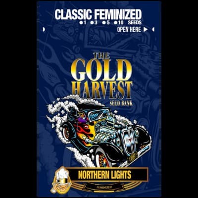 Northern Light de Gold Harvest