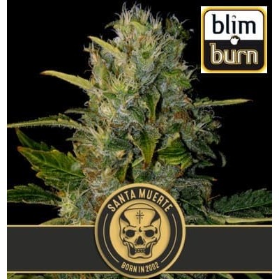 Santa Muerte de Blimburn Seeds