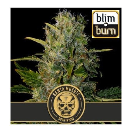 Santa Muerte de Blimburn Seeds
