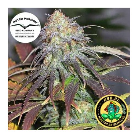 California Orange Dutch Passion