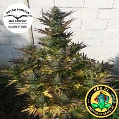 Orange Bud Dutch Passion