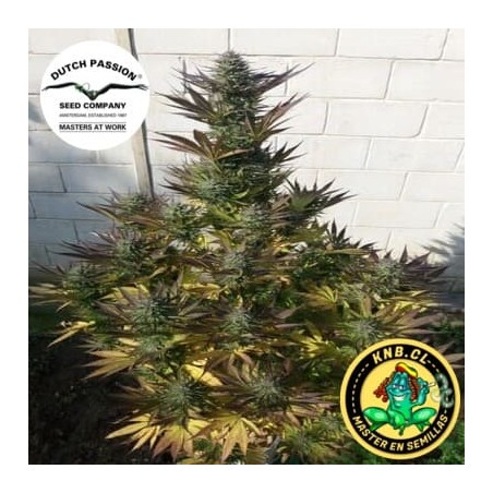 Orange Bud Dutch Passion