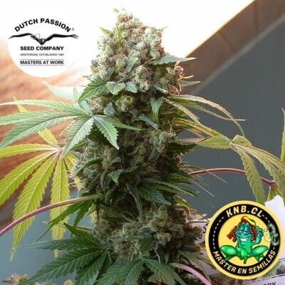 White Widow Dutch Passion